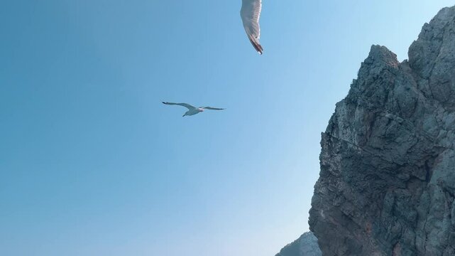 Gaviotas volando contra una hermosa costa monta&ntilde;osa en Europa.