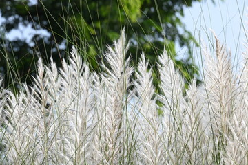 Saccharum spontaneum flower. Its other names wild sugarcane and Kans grass. Its grass native to...