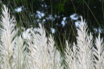 Saccharum spontaneum flower. Its other names wild sugarcane and Kans grass. Its grass native to...