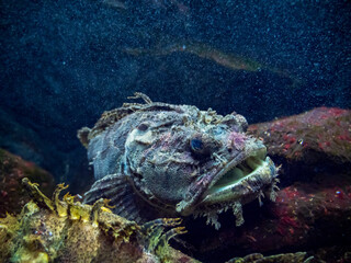 coral reef and stone fish