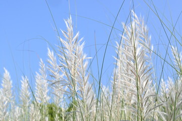 Saccharum spontaneum flower. Its other names wild sugarcane and Kans grass. Its grass native to...