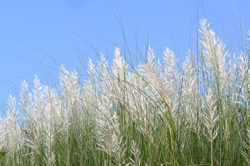 Obraz premium Saccharum spontaneum flower. Its other names wild sugarcane and Kans grass. Its grass&nbsp;native to the&nbsp;Indian Subcontinent. It is a perennial grass,growing up to three meters in height.