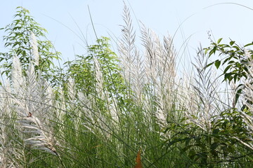 Saccharum spontaneum flower. Its other names wild sugarcane and Kans grass. Its grass native to...
