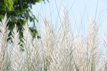 Saccharum spontaneum flower. Its other names wild sugarcane and Kans grass. Its grass native to the Indian Subcontinent. It is a perennial grass,growing up to three meters in height.
