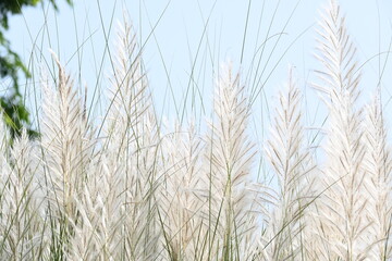 Saccharum spontaneum flower. Its other names wild sugarcane and Kans grass. Its grass native to the Indian Subcontinent. It is a perennial grass,growing up to three meters in height.