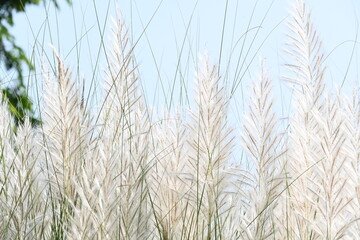 Fototapeta premium Saccharum spontaneum flower. Its other names wild sugarcane and Kans grass. Its grass&nbsp;native to the&nbsp;Indian Subcontinent. It is a perennial grass,growing up to three meters in height.