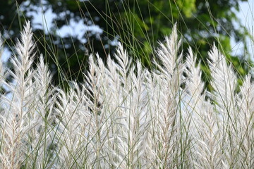 Saccharum spontaneum flower. Its other names wild sugarcane and Kans grass. Its grass native to...