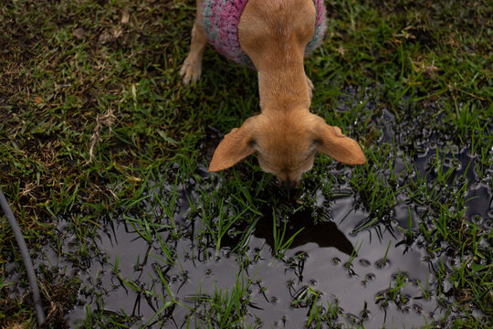 perrita reflejo