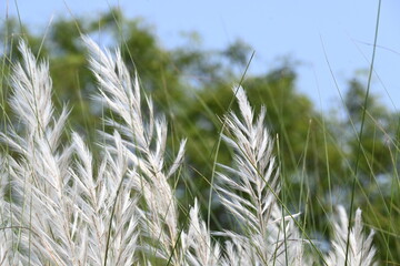 Saccharum spontaneum flower. Its other names wild sugarcane and Kans grass. Its grass native to...