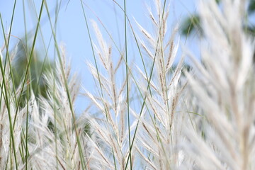 Fototapeta premium Saccharum spontaneum flower. Its other names wild sugarcane and Kans grass. Its grass&nbsp;native to the&nbsp;Indian Subcontinent. It is a perennial grass,growing up to three meters in height.