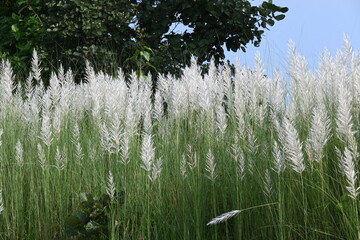 Saccharum spontaneum flower. Its other names wild sugarcane and Kans grass. Its grass native to...