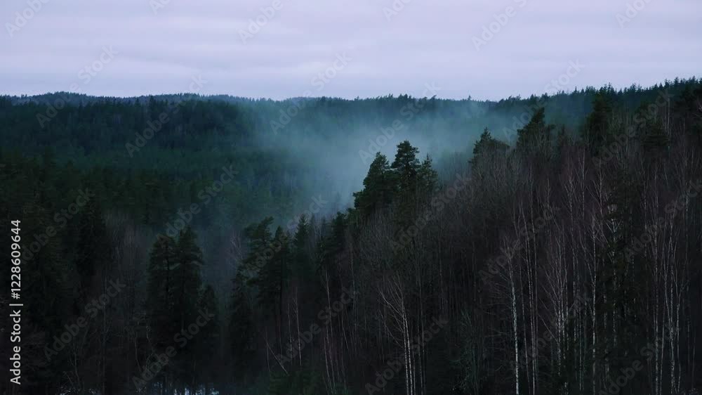 Poster a dense forest shrouded in mist, creating an atmospheric view of treetops and bare branches under an