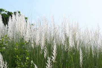 Saccharum spontaneum flower. Its other names wild sugarcane and Kans grass. Its grass native to...