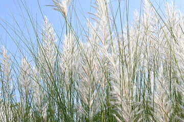 Saccharum spontaneum flower. Its other names wild sugarcane and Kans grass. Its grass native to...