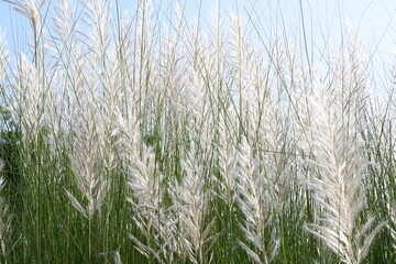 Saccharum spontaneum flower. Its other names wild sugarcane and Kans grass. Its grass native to the Indian Subcontinent. It is a perennial grass,growing up to three meters in height.
