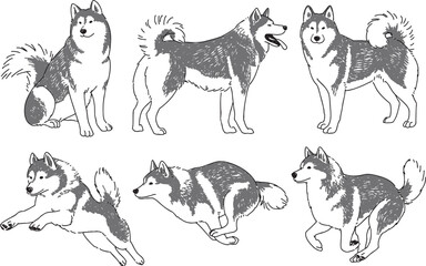 様々なポーズのシベリアンハスキーの手書きイラストセット