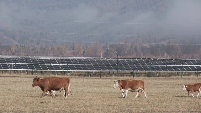 Herd of multicolored cows is walking across the field near photovoltaic solar cell panels against the backdrop of autumn forest in mountain. Renewable energy source. Solar power generation