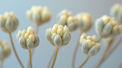 Delicate Cream Colored Flower Buds Close Up