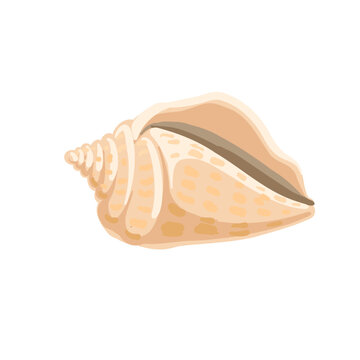 vector drawing sea shell, seashell isolated at white background, hand drawn illustration