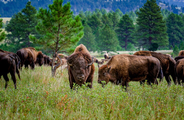 Buffalo grazing in the Black Hills of South Dakota