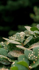 Sparkling Dewdrops on Lush Green Leaves  Nature s Glitter  Botanical Beauty  Macro Photogr