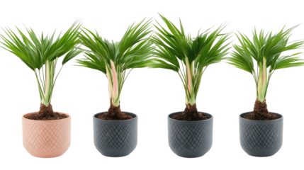 Tropical House Fishtail Palms in Modern Pots Collection Generative AI
