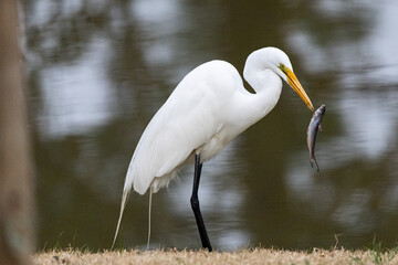 White Egret with fish impaled on beak