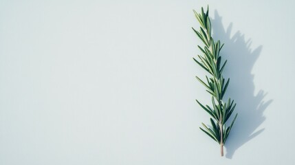 Rosemary sprig, light background, shadow, culinary use