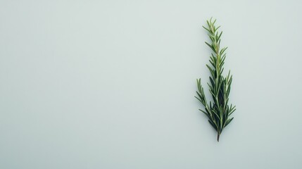 Rosemary sprig on light blue background, food styling