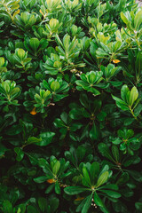 Beautiful background of green flowering tropical plants called Sea lettuce tree by the ocean in Punta Cana, Dominican Republic.