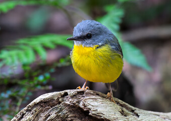 Eastern Yellow Robin