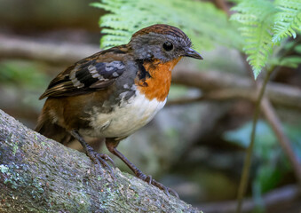 Australian Logrunner