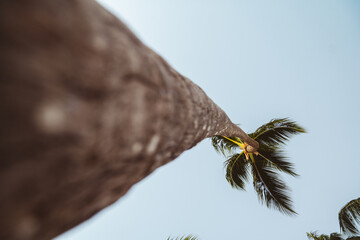 Point of view looking up at a tropical palm tree with green branches, coconuts, and a clear blue...