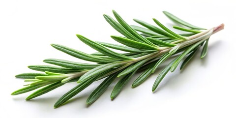 Fototapeta premium Fresh rosemary leaf sprig on a white background , foliage, fresh rosemary, foliage, fresh rosemary