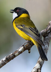 Golden Whistler