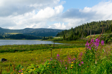 Mountain landscape. Beautiful shores of a mountain lake with blooming wild plants. Lake Oyskoye, Ergaki Nature Park