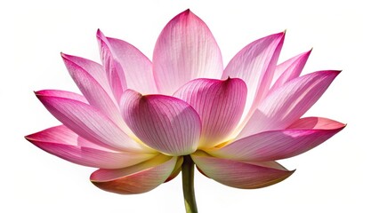 Exotic lotus flower isolated on white background with a clean and minimalist clipping path, isolation, floral