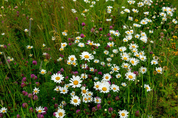 A summer meadow with flowering daisies and clover. Closeup © Province_photo