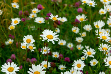 A summer meadow with flowering daisies and clover. Closeup