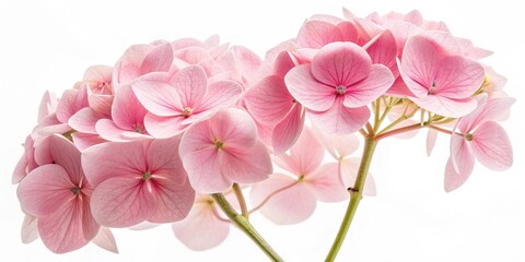 Delicate pink hydrangea blossoms on a bright white background, showcasing their soft petals and intricate details.