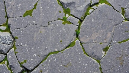 Obraz premium Large granite rocks with moss and lichen growth, Rhine Falls, granite