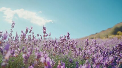 Obraz premium Sunny Lavender Field, Hillside Bloom, Summer