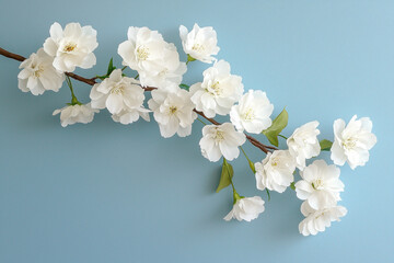 Fototapeta premium Beautiful white flowers on branch against blue background serene atmosphere