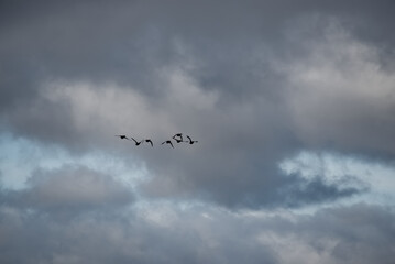 Russia. The Republic of Karelia. A flock of waterfowl flies to warm countries for winter quarters against the background of an autumn cloudy sky.