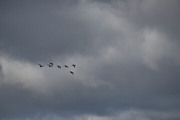 Russia. The Republic of Karelia. A flock of waterfowl flies to warm countries for winter quarters against the background of an autumn cloudy sky.