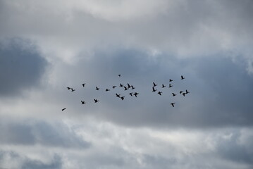Russia. The Republic of Karelia. A flock of waterfowl flies to warm countries for winter quarters against the background of an autumn cloudy sky.