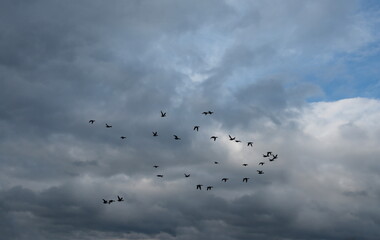 Russia. The Republic of Karelia. A flock of waterfowl flies to warm countries for winter quarters against the background of an autumn cloudy sky.