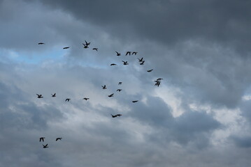 Russia. The Republic of Karelia. A flock of waterfowl flies to warm countries for winter quarters against the background of an autumn cloudy sky.
