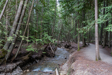 Fototapeta premium Margaret Falls loop trail with mountain stream near Shuswap lake British Columbia with scenic hiking trail