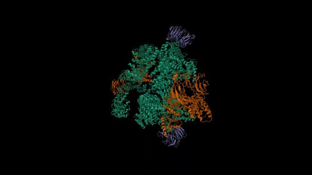 Cryo-EM structure of mTORC1. Animated 3D cartoon and molecular surface models, PDB 5h64, entity id color scheme, black background